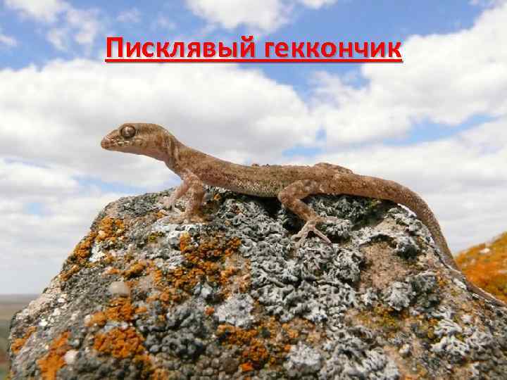 Писклявый геккончик 