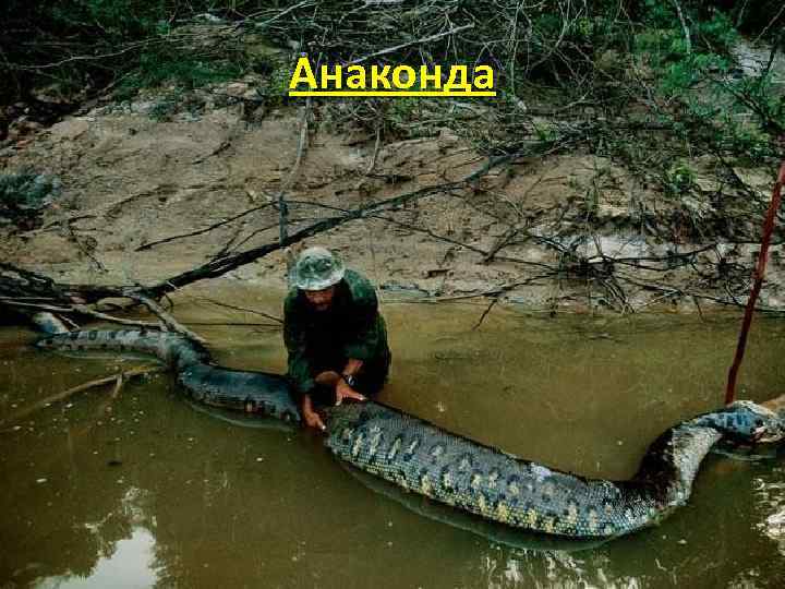 Анаконда 