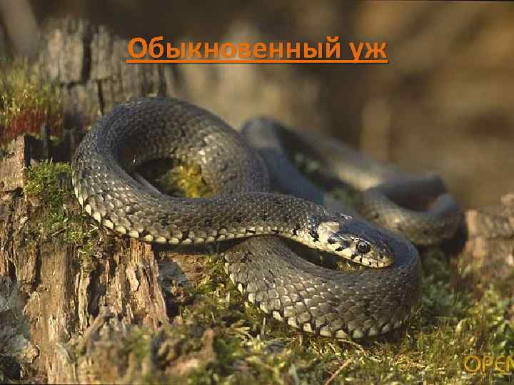 Обыкновенный уж 