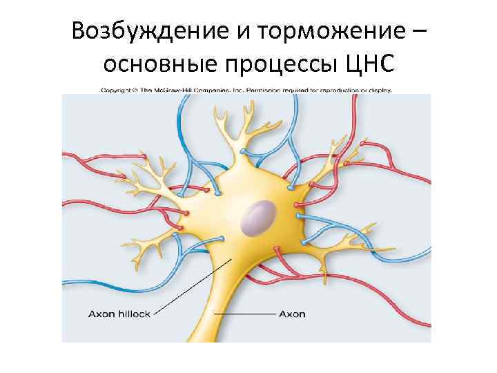 Возбуждение и торможение – основные процессы ЦНС 