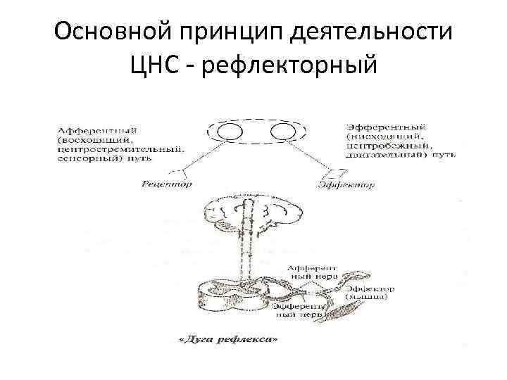 Основной принцип деятельности ЦНС - рефлекторный 