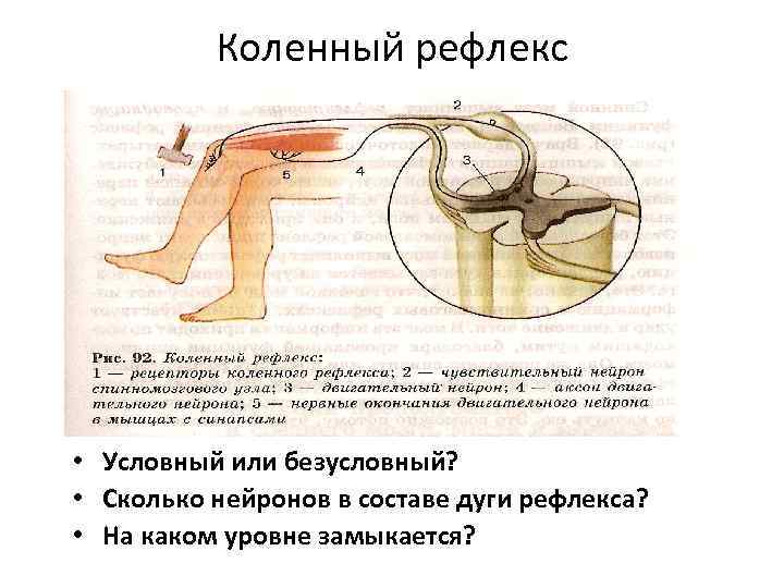 Коленный рефлекс • Условный или безусловный? • Сколько нейронов в составе дуги рефлекса? •