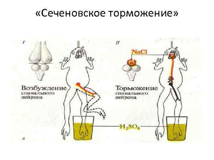 Схема сеченовского торможения