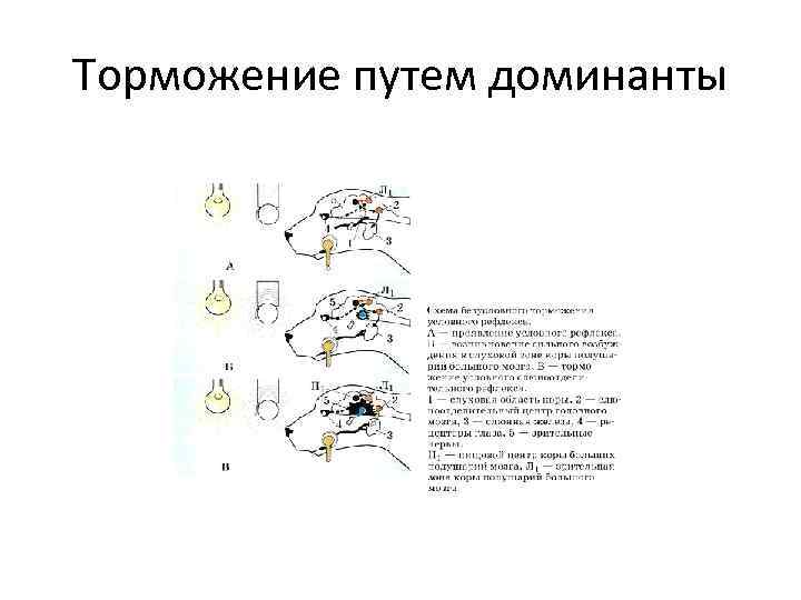 Торможение путем доминанты 