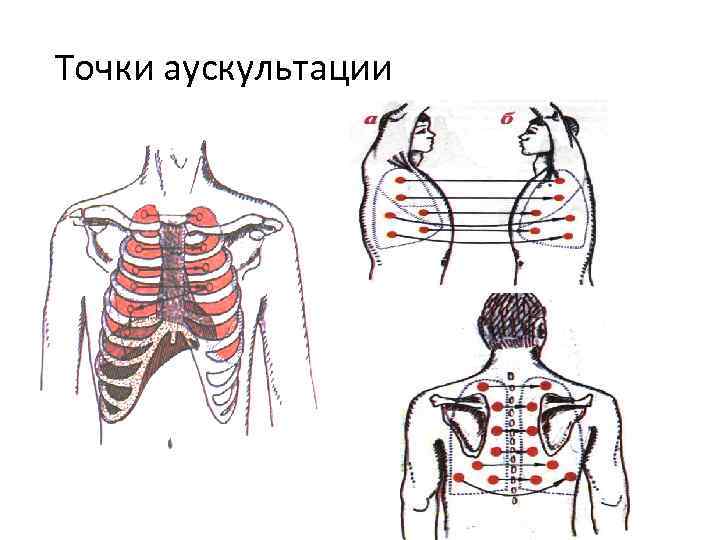 Аускультация легких презентация пропедевтика