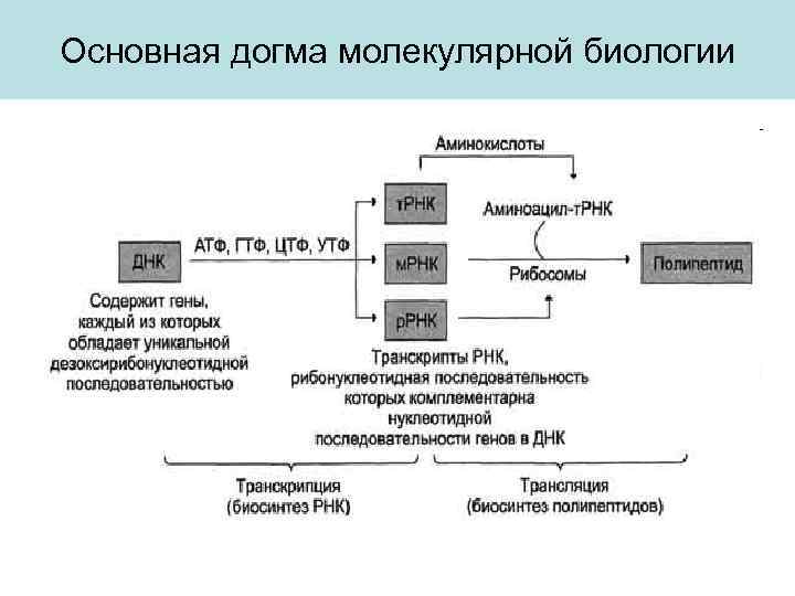 Основная догма молекулярной биологии 