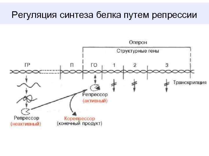 Схема регуляции биосинтеза белка по типу индукции и по типу репрессии