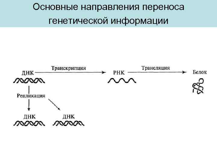 Основные направления переноса генетической информации 