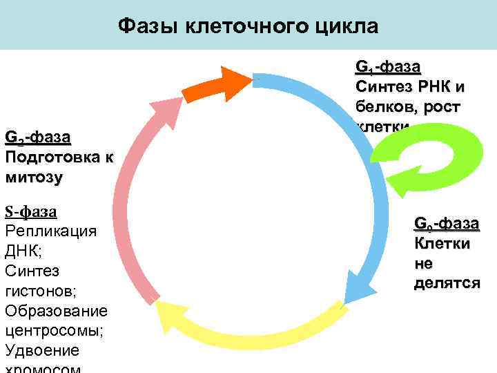 Фазы клеточного цикла G 2 -фаза Подготовка к митозу S-фаза Репликация ДНК; Синтез гистонов;