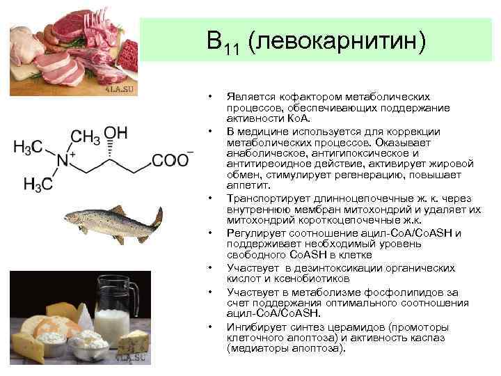 В 11 (левокарнитин) • • Является кофактором метаболических процессов, обеспечивающих поддержание активности Ко. А.