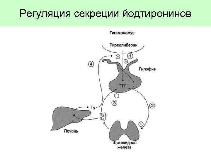 Регуляция секреции йодтиронинов 