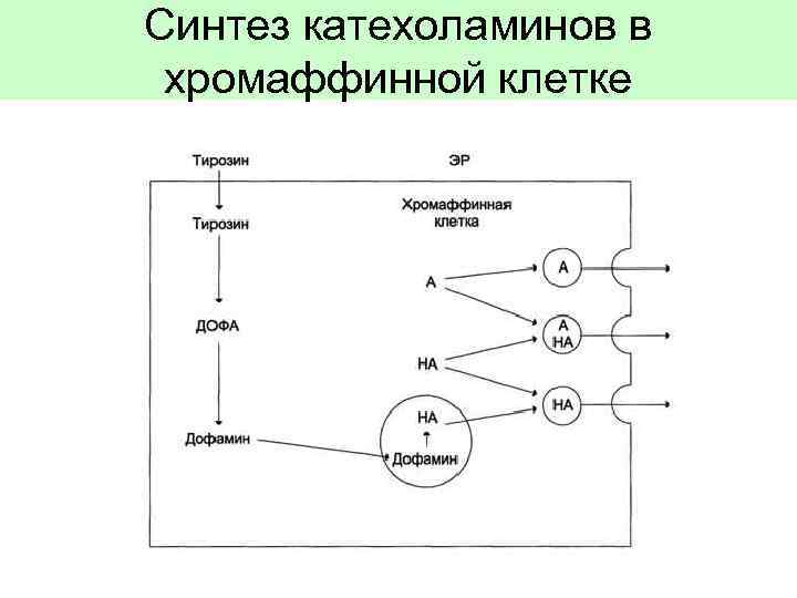 Синтез катехоламинов в хромаффинной клетке 