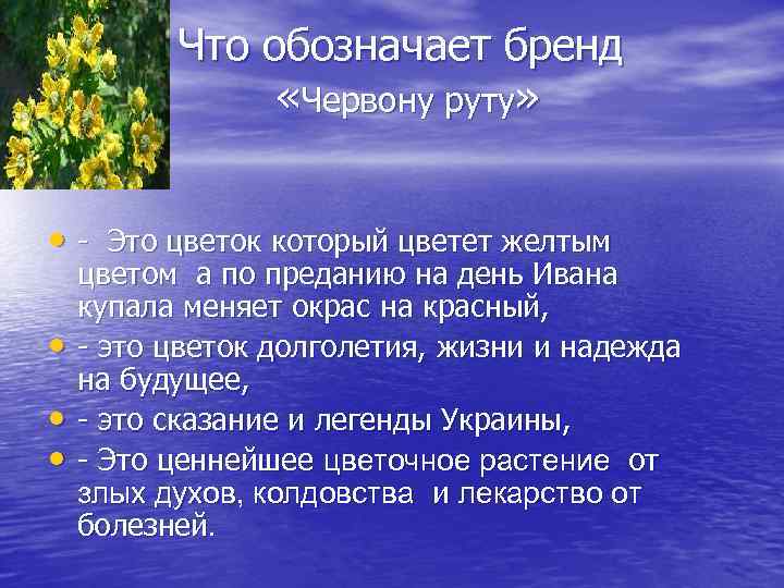 Что обозначает бренд «Червону руту» • - Это цветок который цветет желтым • •