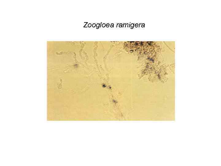 Zoogloea ramigera 