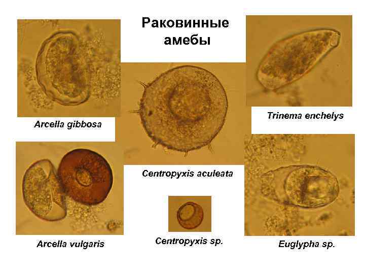 Раковинные амебы Trinema enchelys Arcella gibbosa Centropyxis aculeata Arcella vulgaris Centropyxis sp. Euglypha sp.