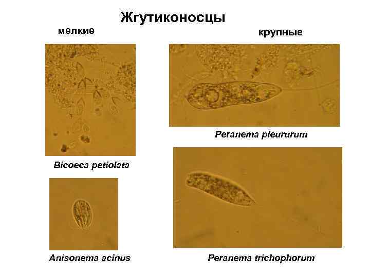 мелкие Жгутиконосцы крупные Peranema pleururum Bicoeca petiolata Anisonema acinus Peranema trichophorum 