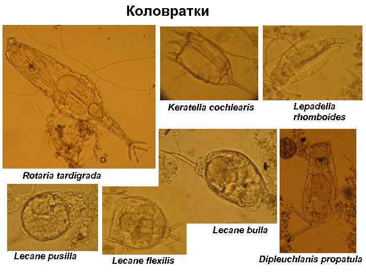 Коловратки Lepadella rhomboides Keratella cochlearis Rotaria tardigrada Lecane bulla Lecane pusilla Lecane flexilis Dipleuchlanis