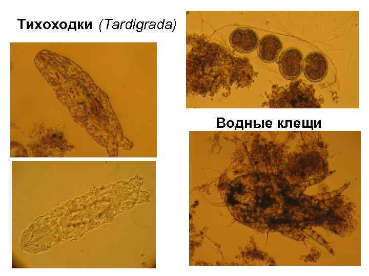 Тихоходки (Tardigrada) Водные клещи 