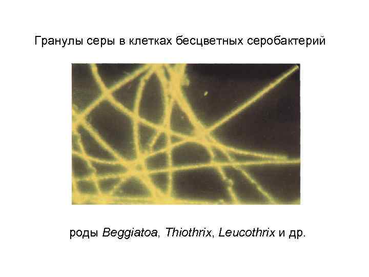 Гранулы серы в клетках бесцветных серобактерий роды Beggiatoa, Thiothrix, Leucothrix и др. 