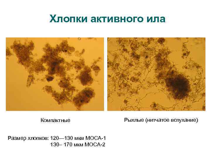 Хлопки активного ила Компактные Размер хлопков: 120— 130 мкм МОСА-1 130– 170 мкм МОСА-2