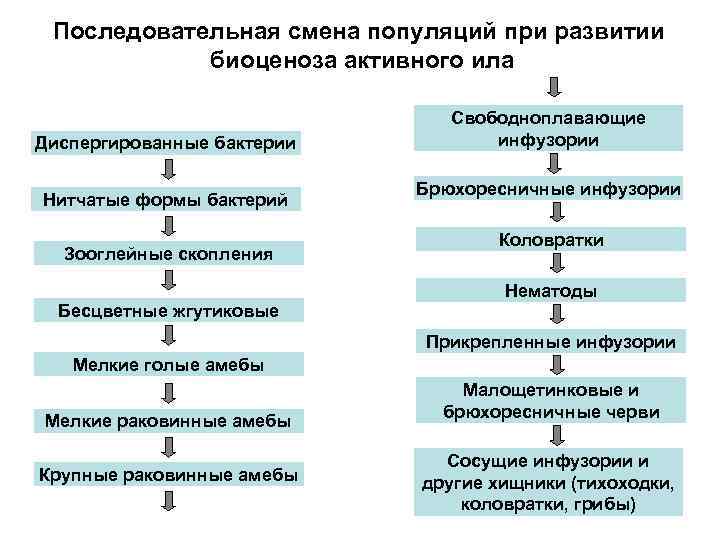 Последовательная смена популяций при развитии биоценоза активного ила Диспергированные бактерии Нитчатые формы бактерий Зооглейные