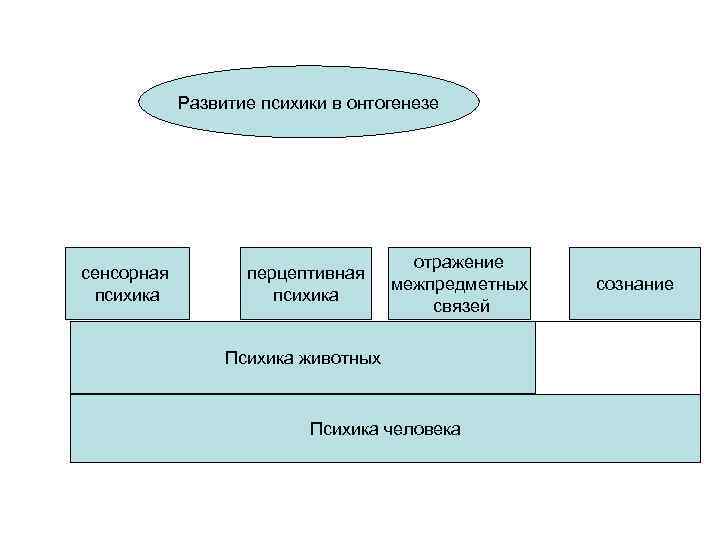 Развитие психики в онтогенезе сенсорная психика перцептивная психика отражение межпредметных связей Психика животных Психика