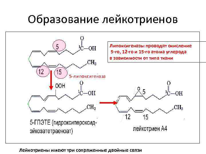 Образование лейкотриенов Липоксигеназы проводят окисление 5 -го, 12 -го и 15 -го атома углерода