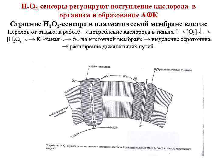 Н 2 О 2 -сенсоры регулируют поступление кислорода в организм и образование АФК Строение