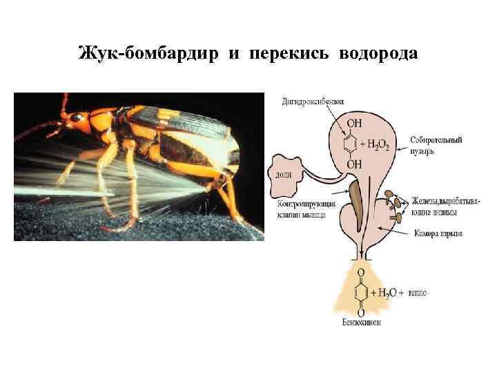 Жук-бомбардир и перекись водорода 