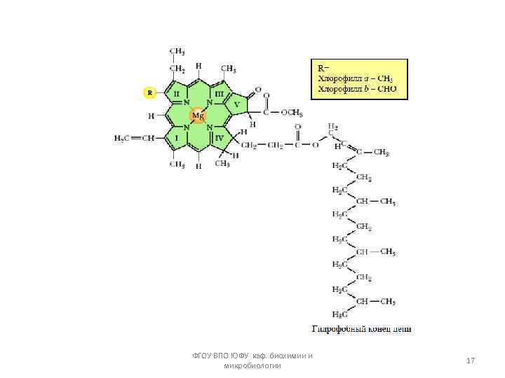 ФГОУ ВПО ЮФУ каф. биохимии и микробиологии 17 
