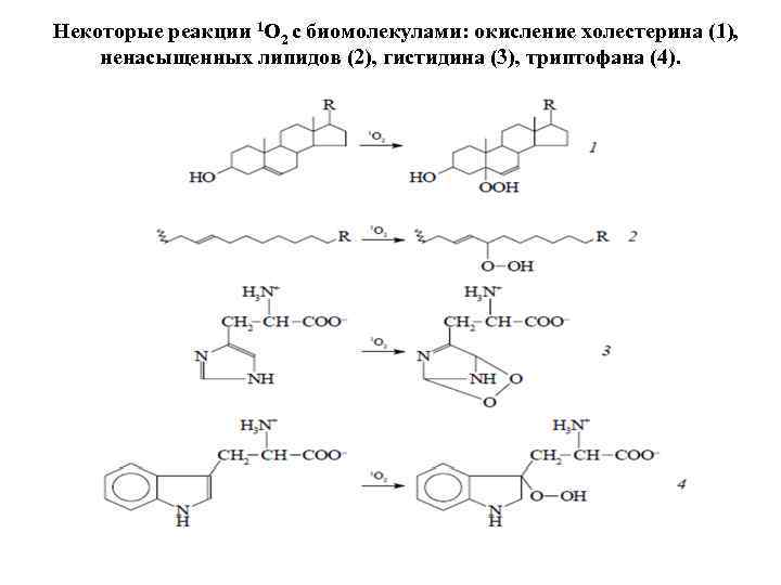 Некоторые реакции 1 О 2 с биомолекулами: окисление холестерина (1), ненасыщенных липидов (2), гистидина