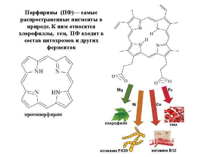 Порфирины (ПФ)— самые распространенные пигменты в природе. К ним относятся хлорофиллы, гем, ПФ входят