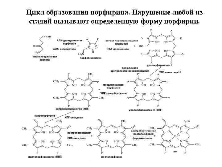 Цикл образования порфирина. Нарушение любой из стадий вызывают определенную форму порфирии. 