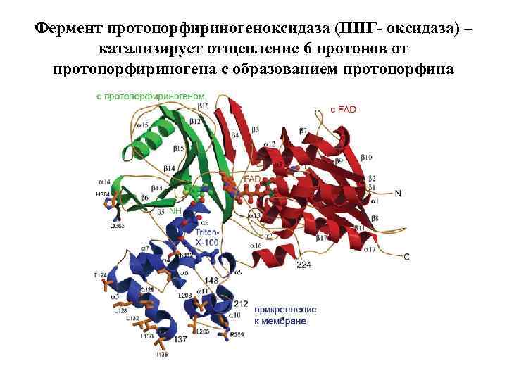 Фермент протопорфириногеноксидаза (ППГ- оксидаза) – катализирует отщепление 6 протонов от протопорфириногена с образованием протопорфина