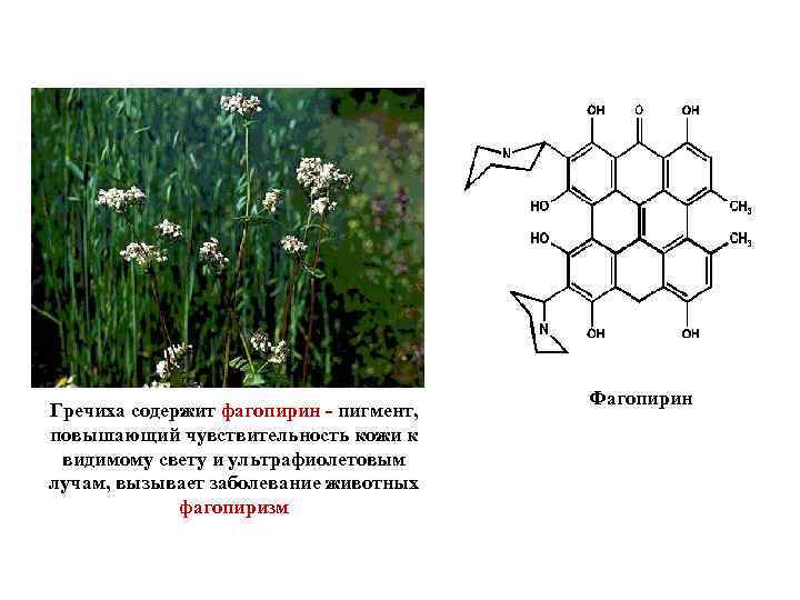 Гречиха содержит фагопирин - пигмент, повышающий чувствительность кожи к видимому свету и ультрафиолетовым лучам,