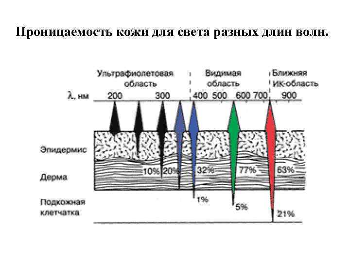 Проницаемость кожи для света разных длин волн. 