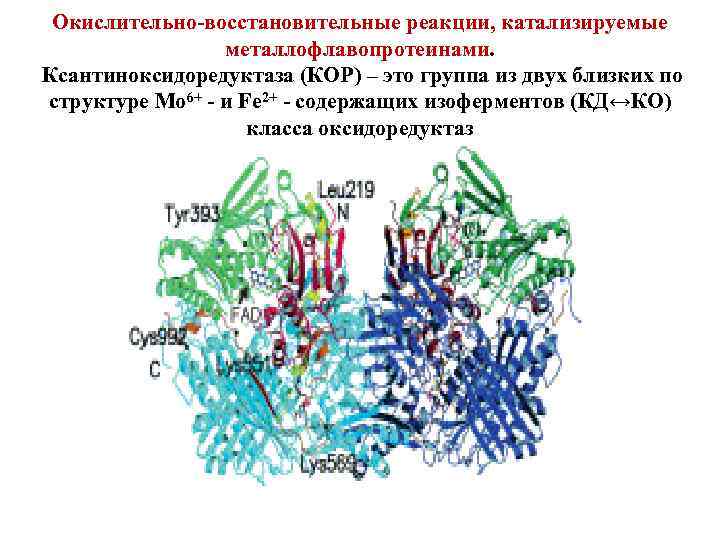 Окислительно-восстановительные реакции, катализируемые металлофлавопротеинами. Ксантиноксидоредуктаза (КОР) – это группа из двух близких по структуре