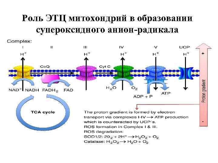 Роль ЭТЦ митохондрий в образовании супероксидного анион-радикала 