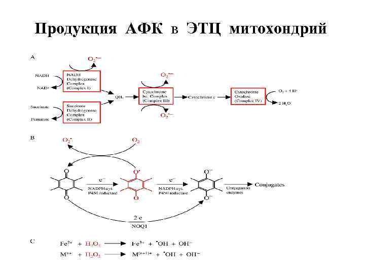 Продукция АФК в ЭТЦ митохондрий 