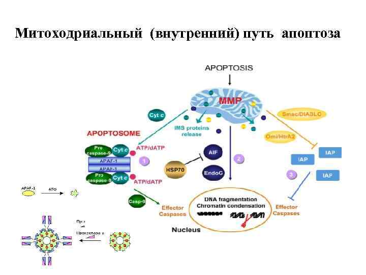 Митоходриальный (внутренний) путь апоптоза 