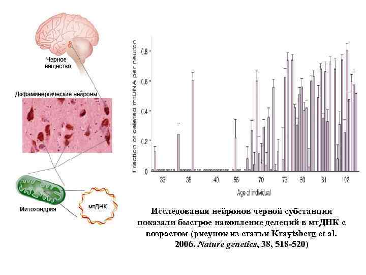 Исследования нейронов черной субстанции показали быстрое накопление делеций в мт. ДНК с возрастом (рисунок