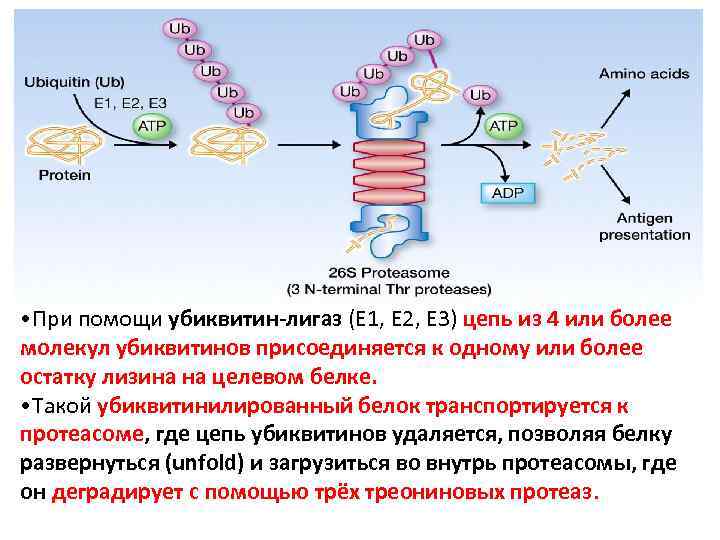  • При помощи убиквитин-лигаз (E 1, E 2, E 3) цепь из 4