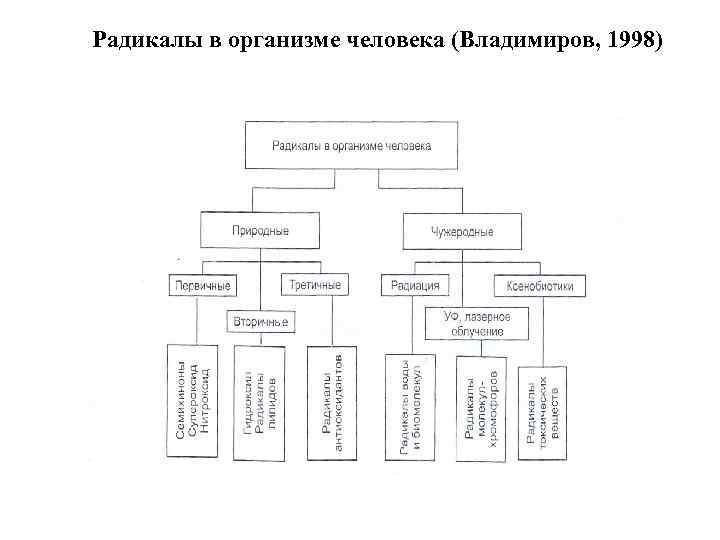 Радикалы в организме человека (Владимиров, 1998) 