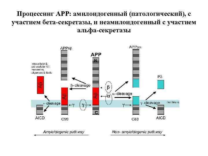Процессинг APP: амилоидогенный (патологический), с участием бета-секретазы, и неамилоидогенный с участием альфа-секретазы 
