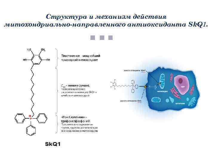 Структура и механизм действия митохондриально-направленного антиоксиданта Sk. Q 1. 