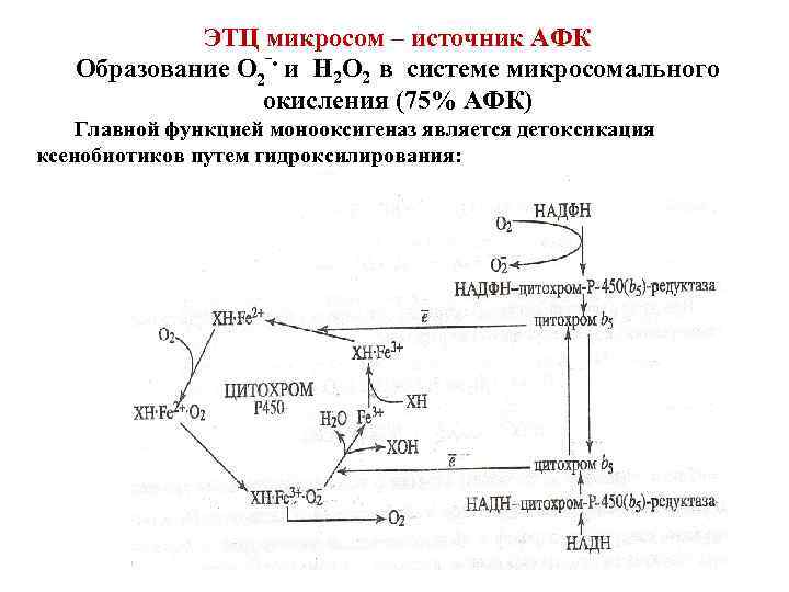 ЭТЦ микросом – источник АФК Образование О 2‾ • и Н 2 О 2