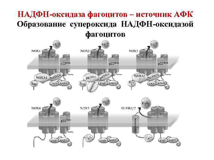 НАДФН-оксидаза фагоцитов – источник АФК Образование супероксида НАДФН-оксидазой фагоцитов 