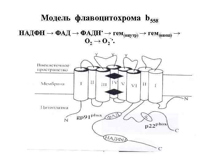 Модель флавоцитохрома b 558 НАДФН → ФАДН • → гем(внутр) → гем(внеш) → О