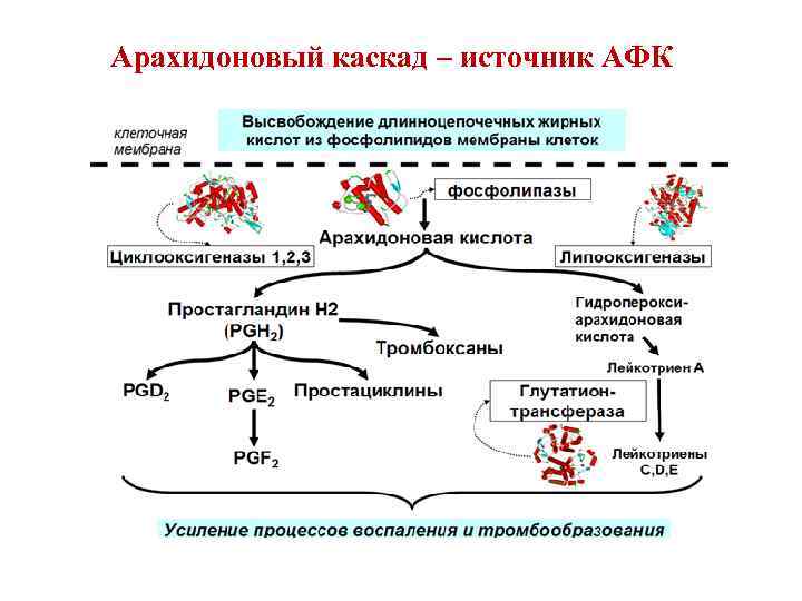 Арахидоновый каскад – источник АФК 