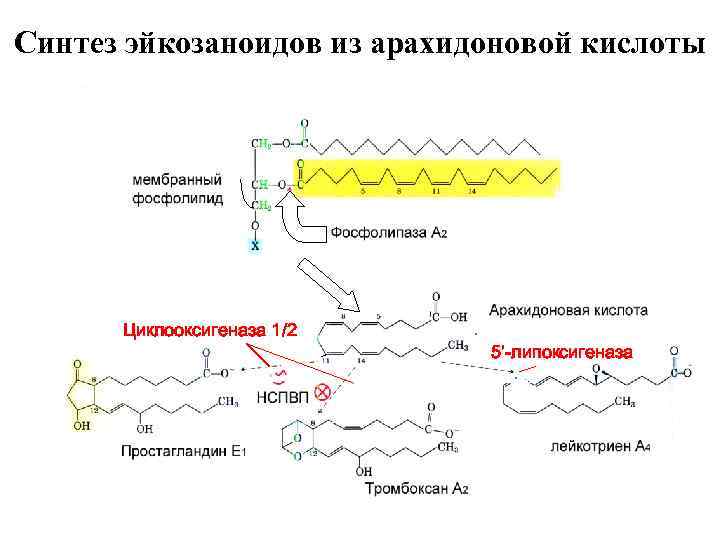 Синтез эйкозаноидов из арахидоновой кислоты Катехоламины, брадикинин, ангиотензин II, гистамин, цитокины Циклооксигеназа 1/2 5’-липоксигеназа